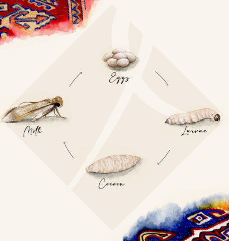 Moth prevention and eradication products